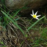 Tulipa dasystemonoides