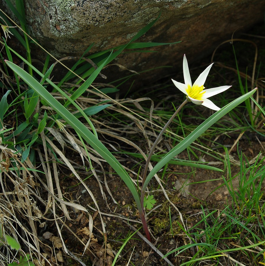 Изображение особи Tulipa dasystemonoides.