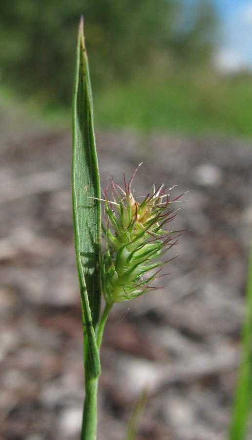 Изображение особи Phleum alpinum.