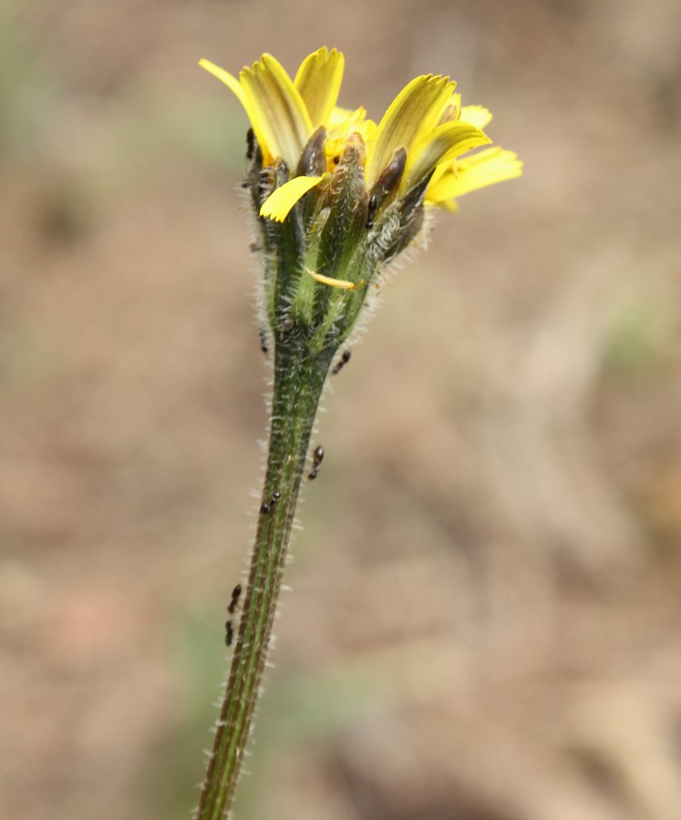 Image of Leontodon tuberosus specimen.