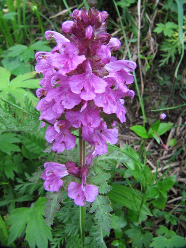 Image of Pedicularis macrochila specimen.