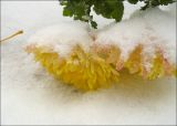 Chrysanthemum indicum. Соцветия, усыпанные снегом. Черноморское побережье Кавказа, г. Новороссийск, в культуре. 14 декабря 2010 г.