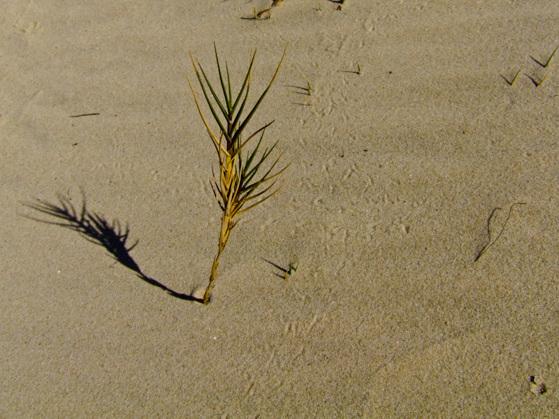 Image of Sporobolus pungens specimen.