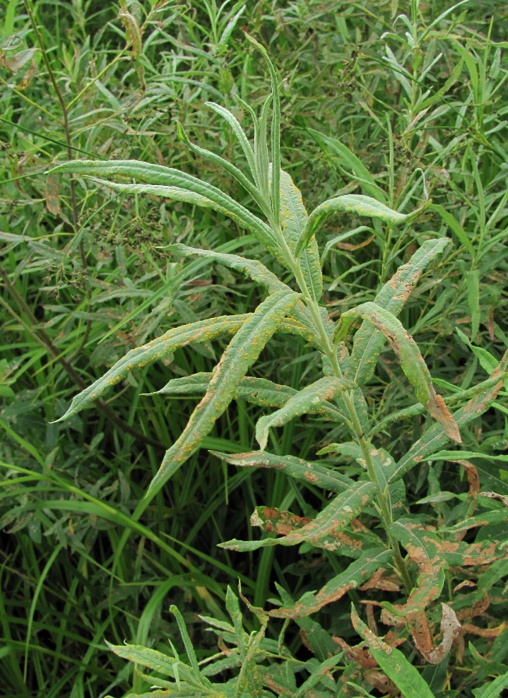 Image of Salix gmelinii specimen.