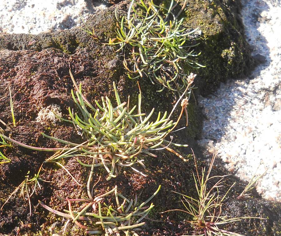 Image of Plantago schrenkii specimen.