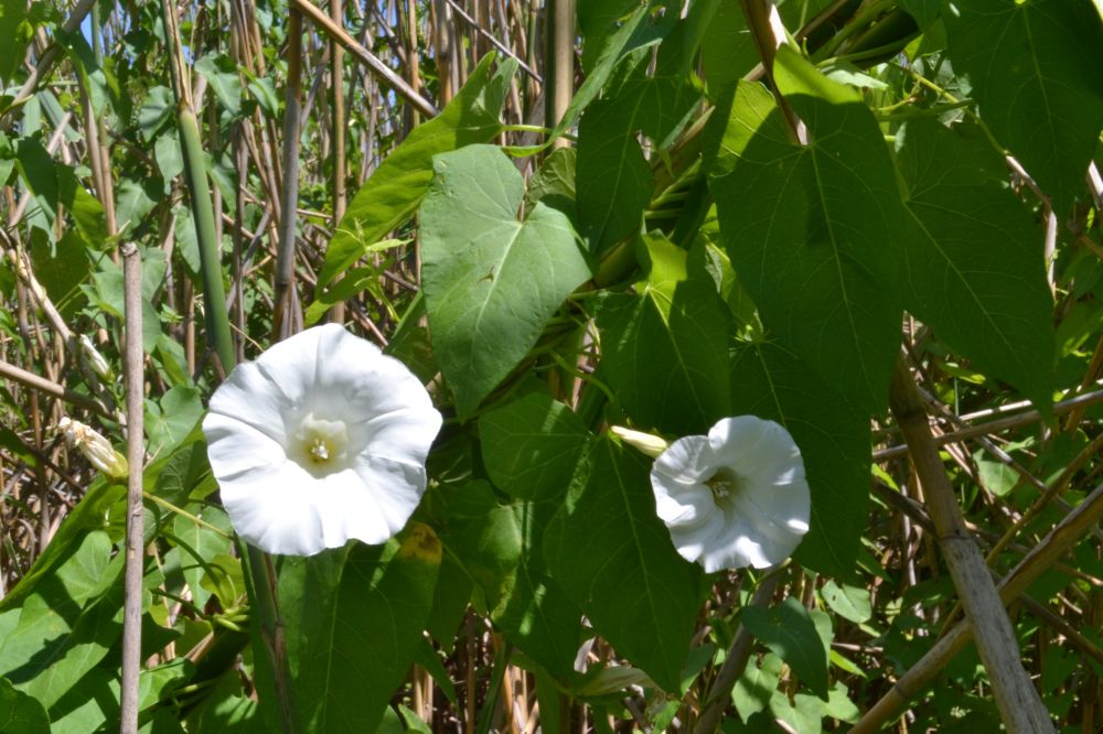 Image of Calystegia sepium specimen.