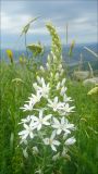 Ornithogalum ponticum. Соцветие. Черноморское побережье Кавказа, Новороссийск, сев.-зап. склон горы Лысая-Новороссийская, разнотравье. 19 июня 2011 г.