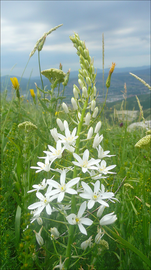 Изображение особи Ornithogalum ponticum.