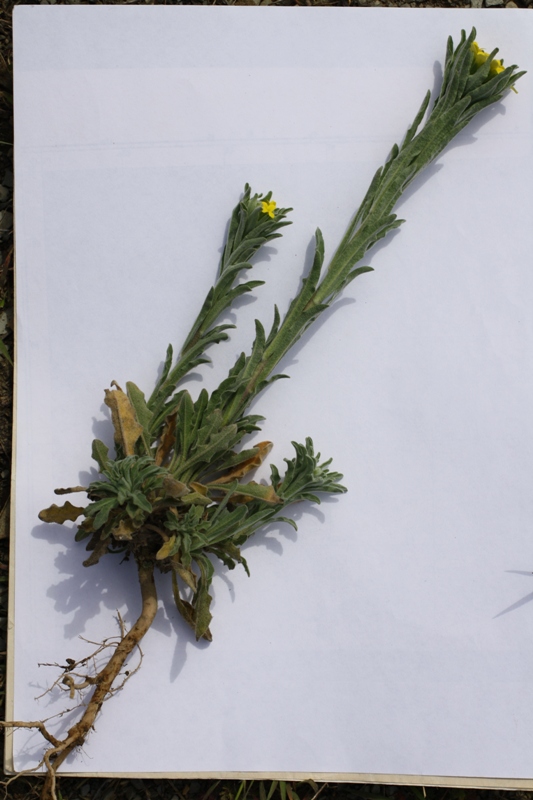Image of Fibigia eriocarpa specimen.