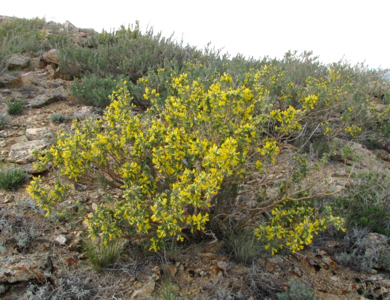 Image of Caragana bongardiana specimen.