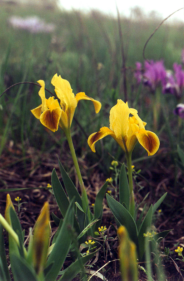 Image of Iris pumila specimen.