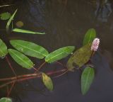 Persicaria amphibia