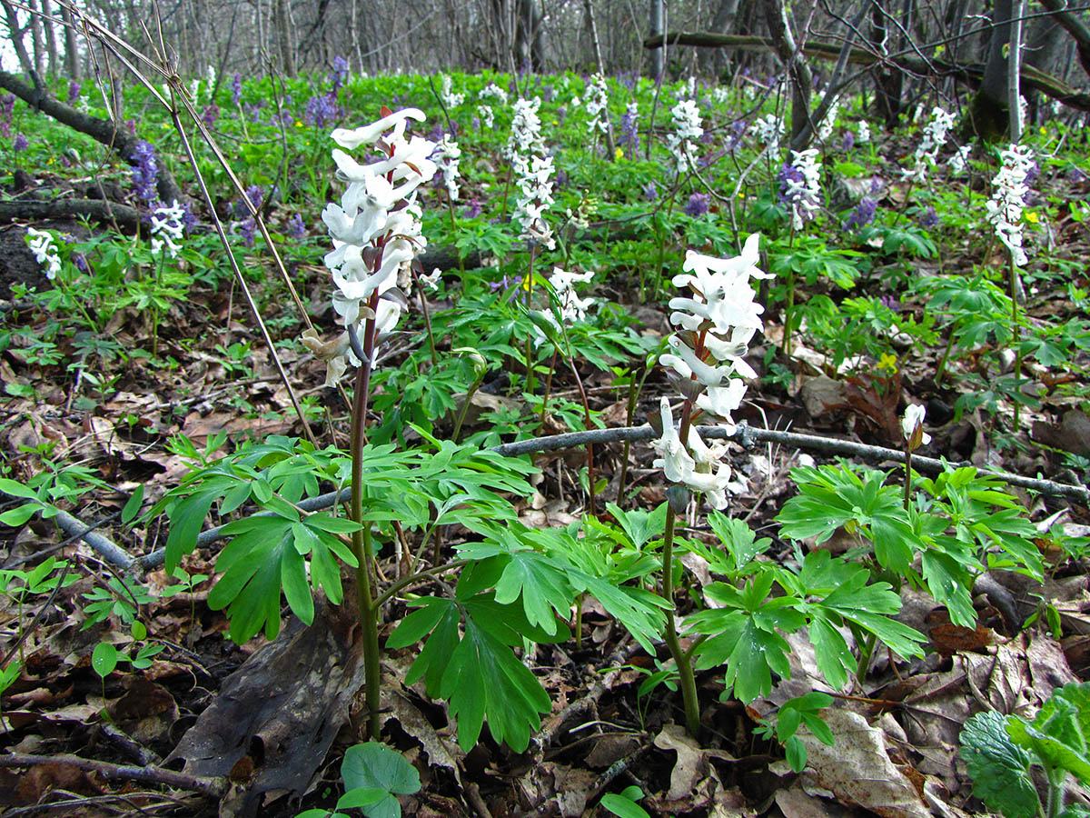 Image of Corydalis cava specimen.
