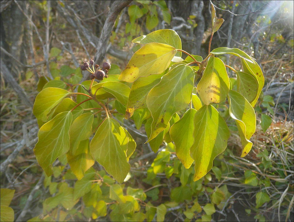 Изображение особи Hedera helix.