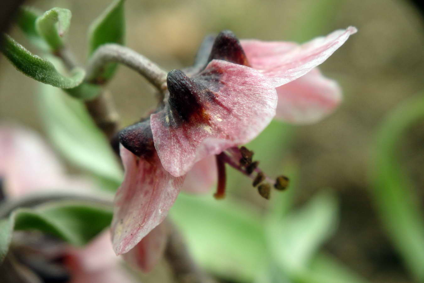 Image of Rhinopetalum gibbosum specimen.