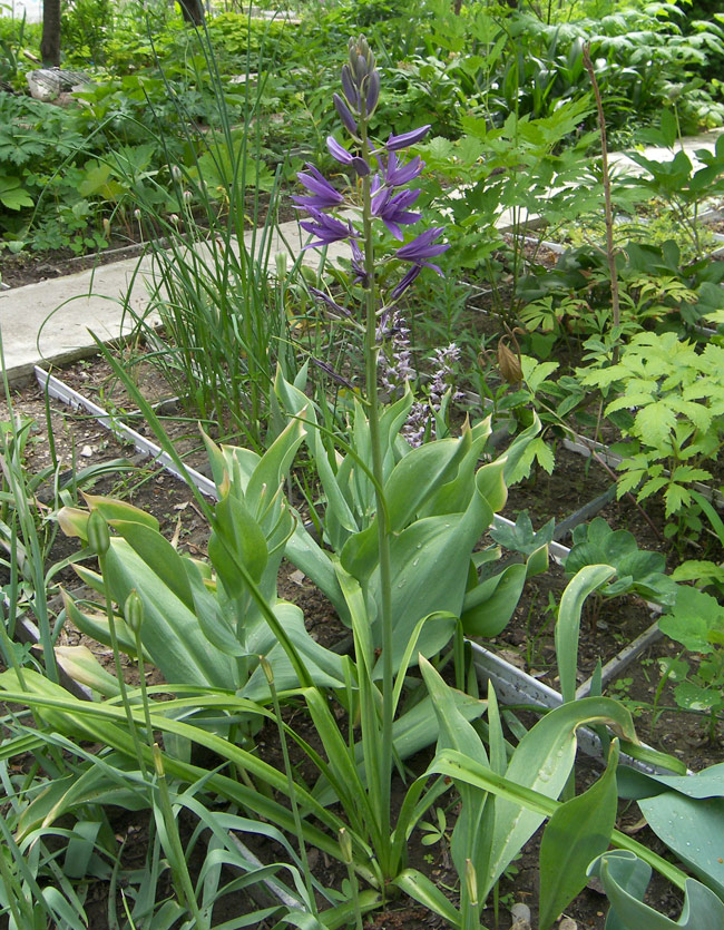 Image of Camassia cusickii specimen.