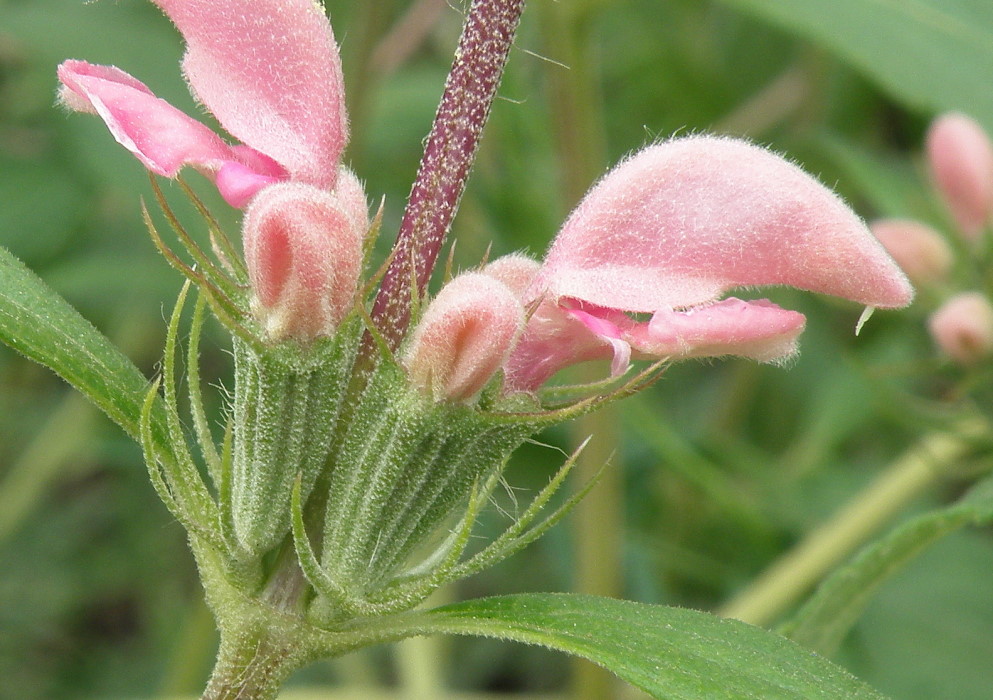 Image of Phlomis pungens specimen.