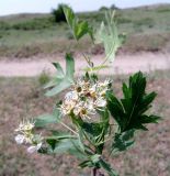 Crataegus songarica