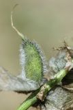 Astragalus kirilovii