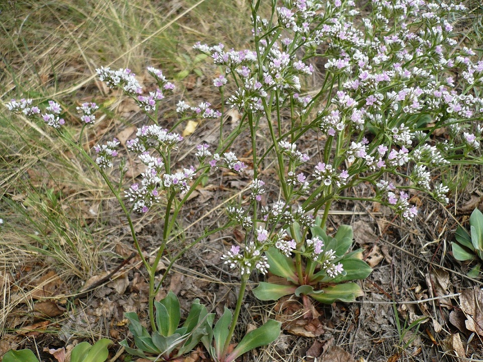 Изображение особи Goniolimon speciosum.