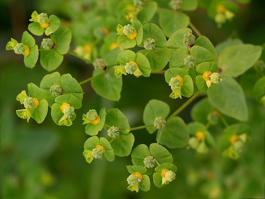 Изображение особи Euphorbia platyphyllos.