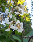 Catalpa bignonioides. Соцветие с цветками и завязавшимися плодами. Крым, г. Ялта, в культуре. 17 июня 2012 г.