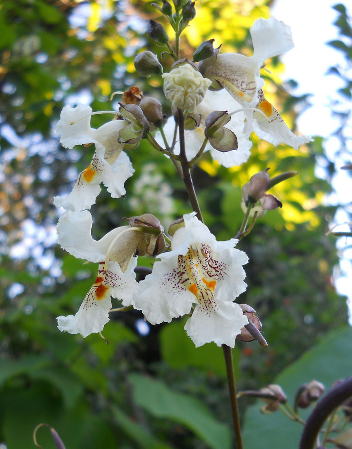 Image of Catalpa bignonioides specimen.