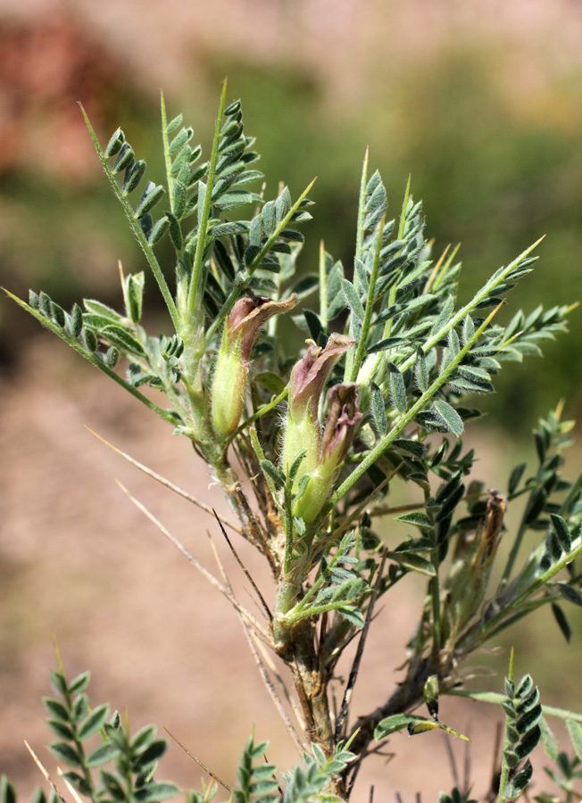 Изображение особи Astragalus lasiosemius.