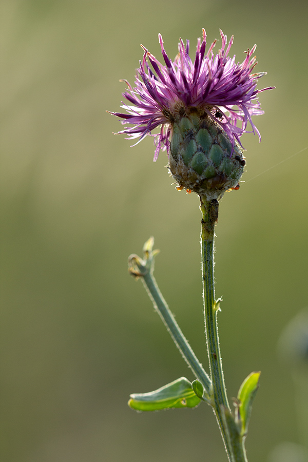 Изображение особи Centaurea adpressa.