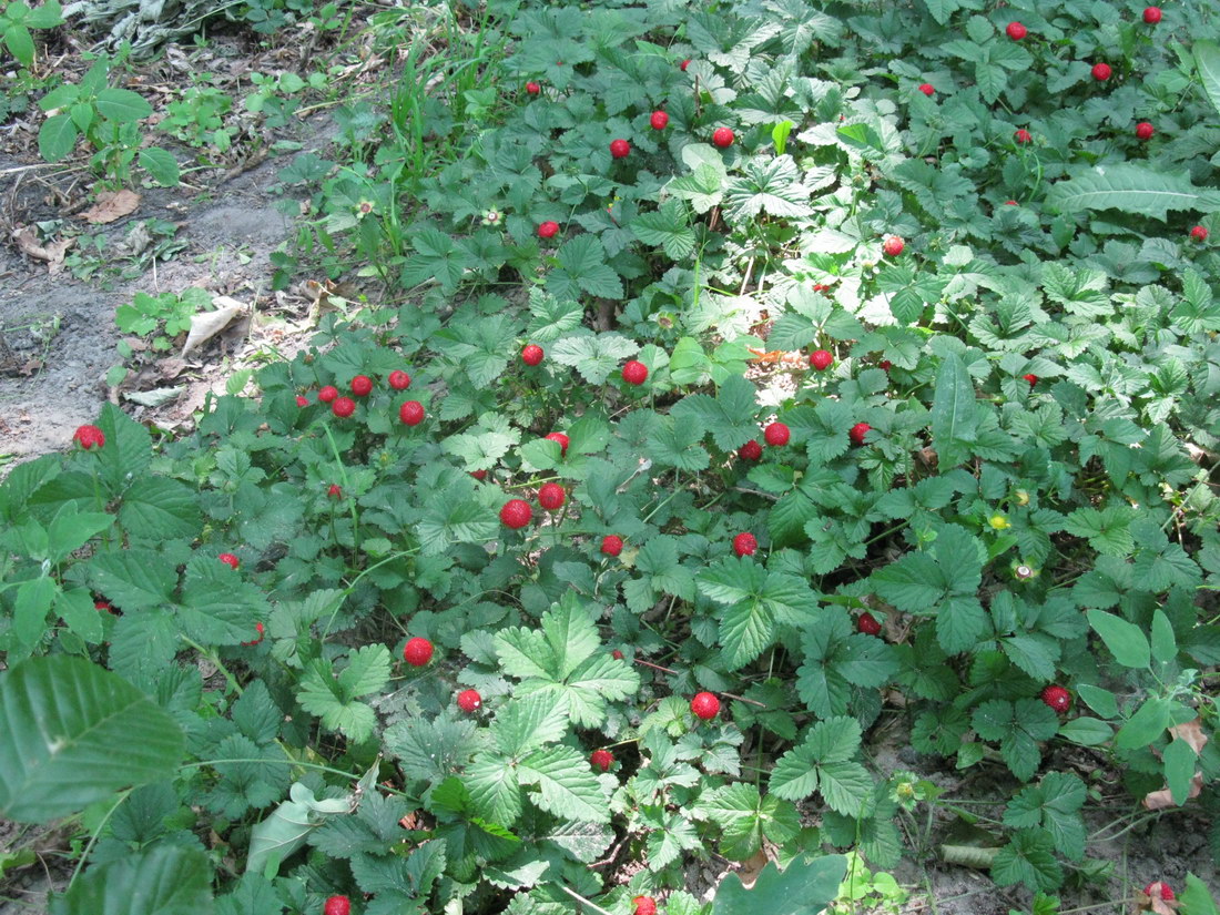 Изображение особи Duchesnea indica.