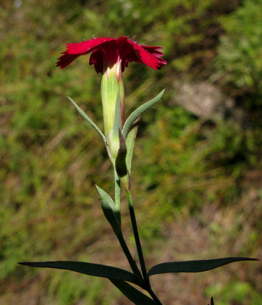 Изображение особи Dianthus mainensis.