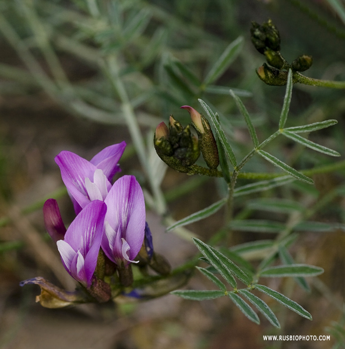 Изображение особи Astragalus subuliformis.