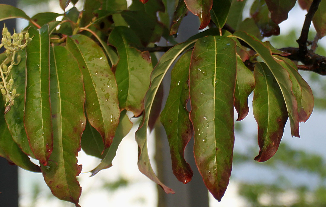 Image of Pieris japonica specimen.