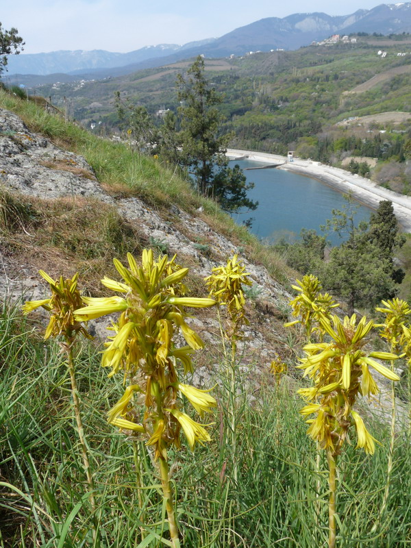 Image of Asphodeline lutea specimen.