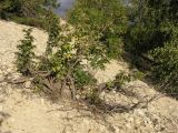 Sambucus racemosa. Старое дерево с листьями в осенней окраске на щебнистом обнажении мергеля. Окр. Саратова. 8 сентября 2012 г.
