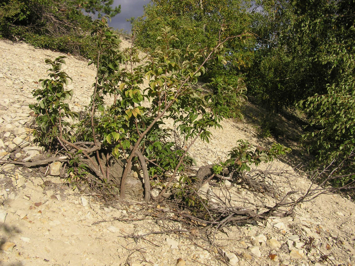 Изображение особи Sambucus racemosa.