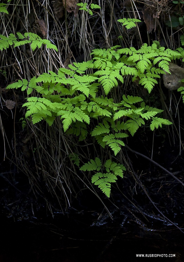 Изображение особи Gymnocarpium dryopteris.