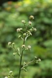 Adenocaulon adhaerescens