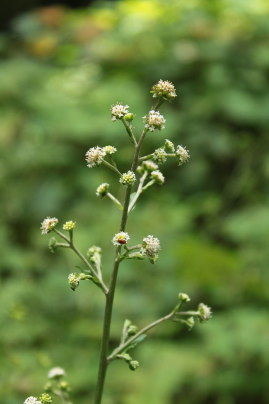 Изображение особи Adenocaulon adhaerescens.