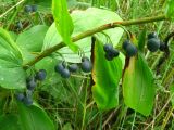 Polygonatum multiflorum. Часть побега с соплодиями. Украина, Львовская обл., Бориславский горсовет, окр. пгт Сходница, опушка. 11.08.2012.