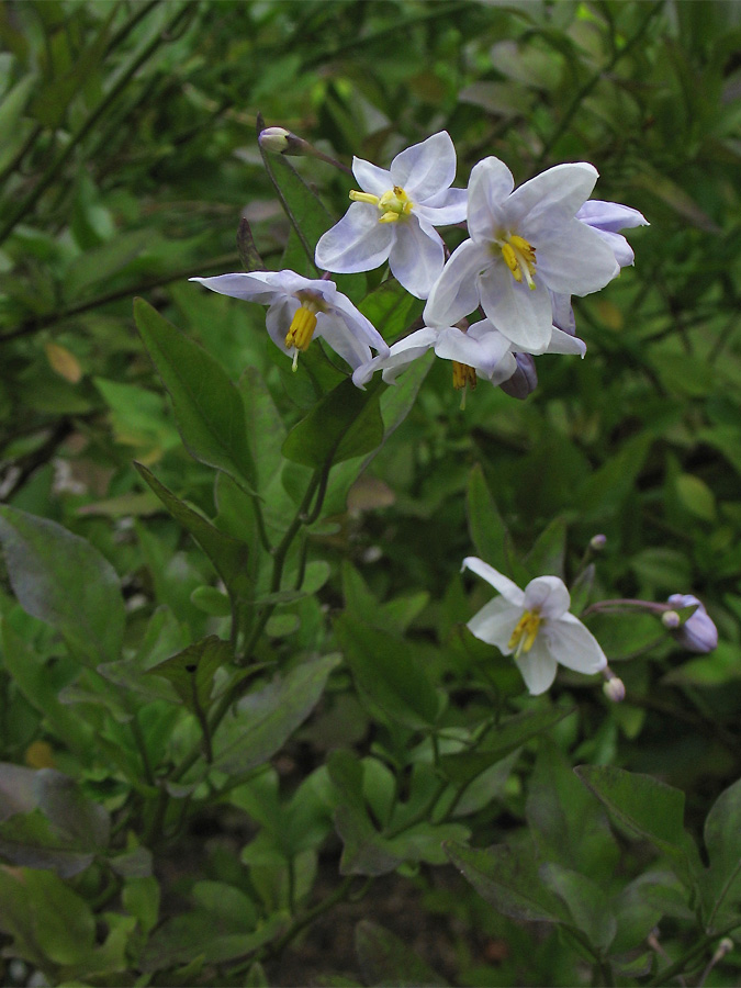 Image of Solanum laxum specimen.