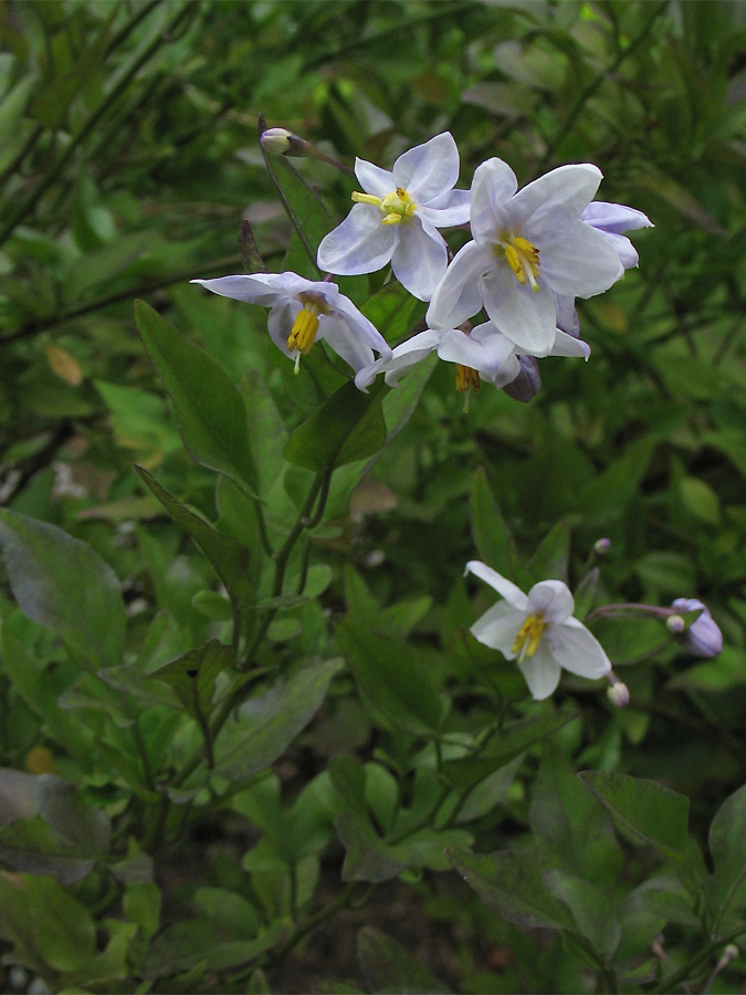 Изображение особи Solanum laxum.