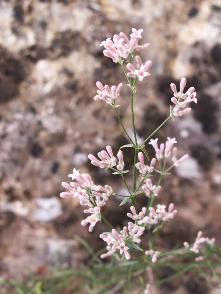 Изображение особи Asperula oppositifolia.