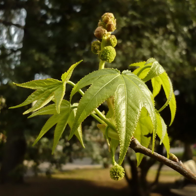 Изображение особи Liquidambar styraciflua.