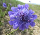 Scabiosa comosa. Соцветие. Иркутская обл., о. Ольхон, окр. фермы Ташкай, берег залива Загли, сухой остепнённый луг. 25.07.2012.