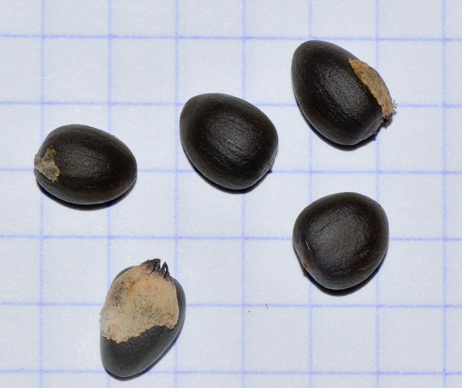 Image of Brachychiton discolor specimen.