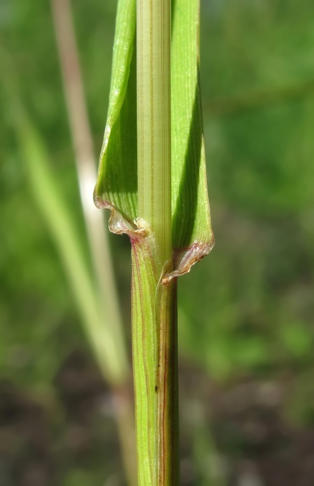 Изображение особи Festuca pratensis.