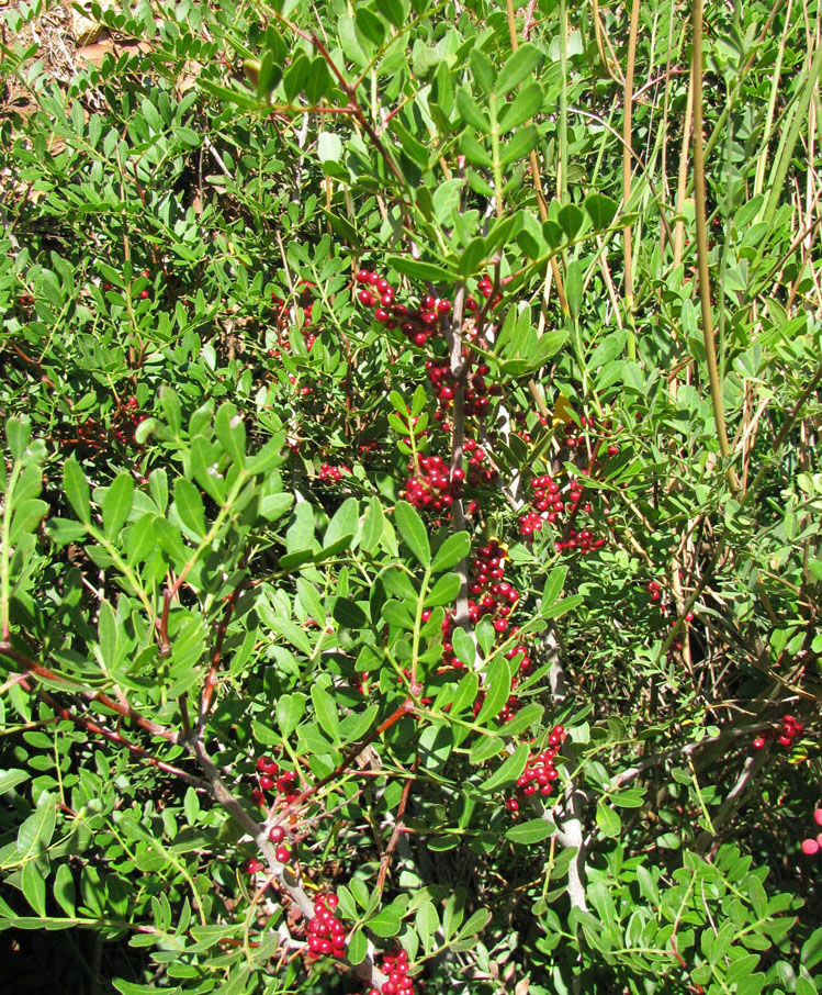 Image of Pistacia lentiscus specimen.