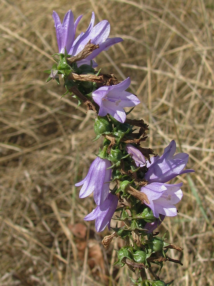 Image of Campanula bononiensis specimen.