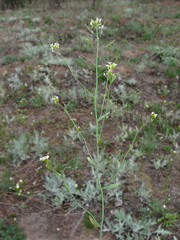 Image of Arabidopsis thaliana specimen.